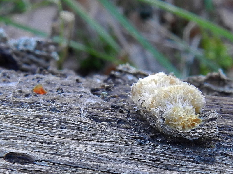 Solito Stereum ? (Stereum hirsutum)
